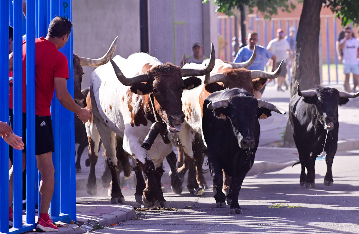 Encierro taurino en las fiestas de Aldeamayor (Valladolid) durante este domingo