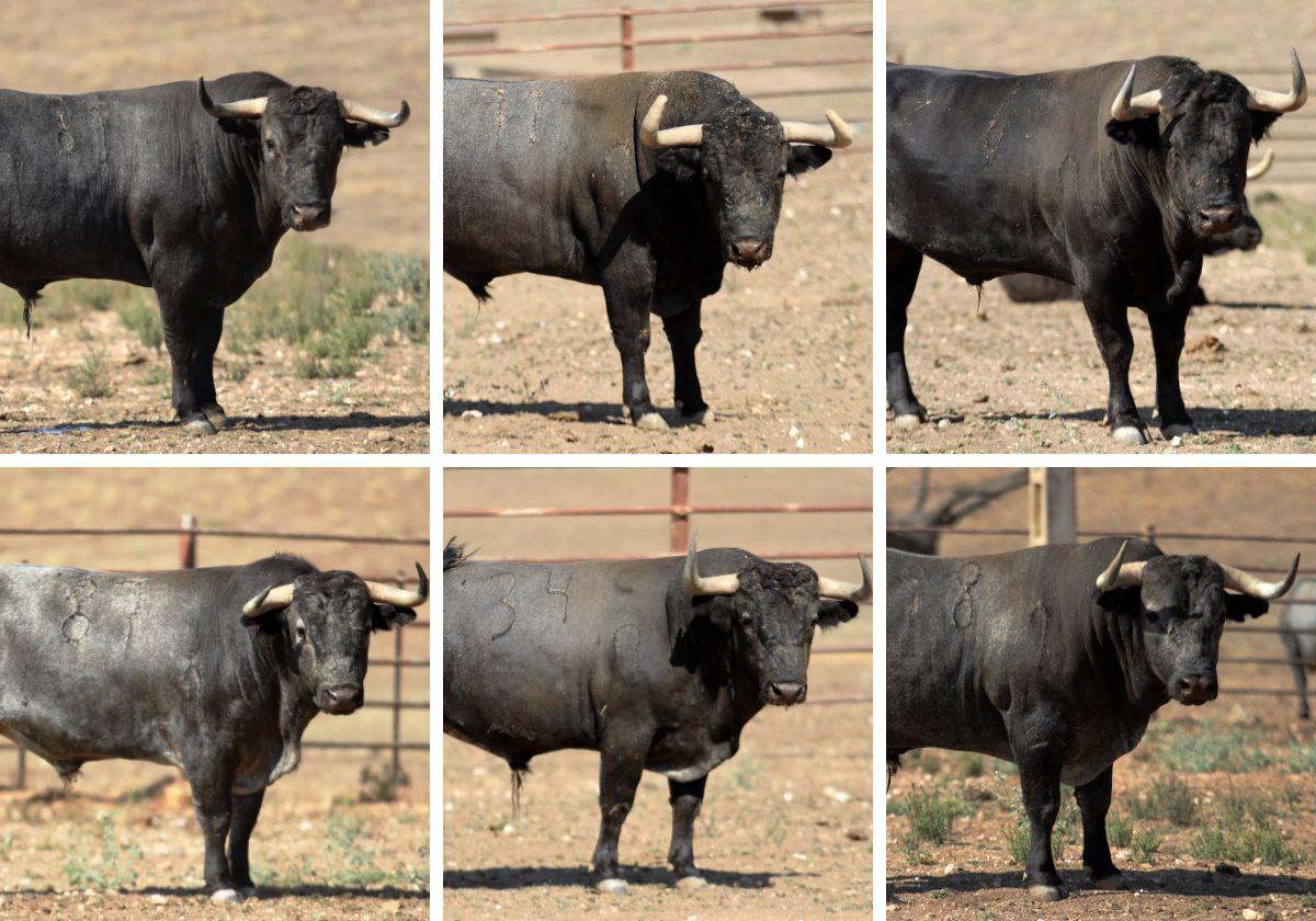 Los seis toros de Victorino Martín que protagonizarán la corrida del viernes 8 de septiembre en Valladolid.