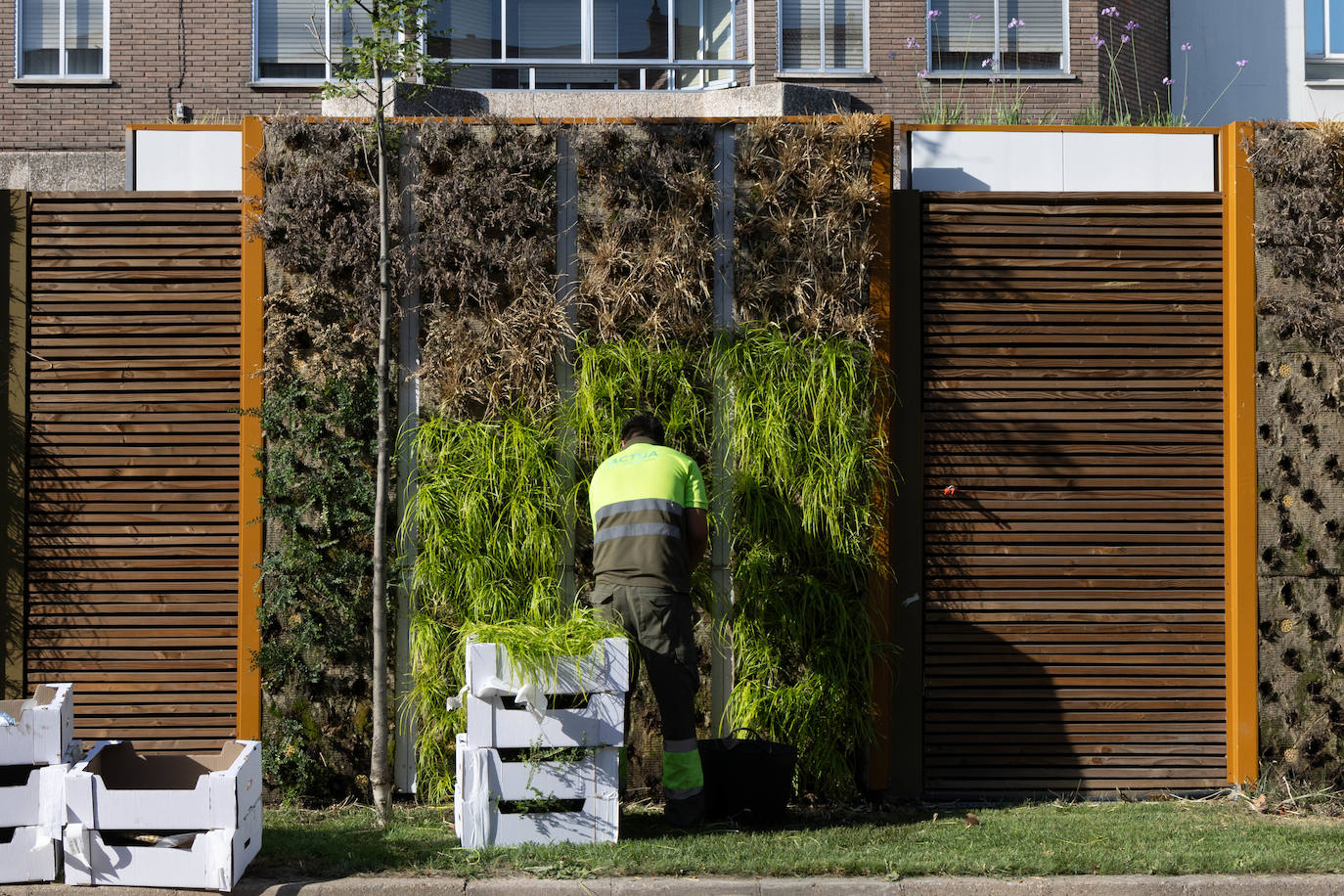 Reposición de las plantas secas en las medianas de Hospital Militar