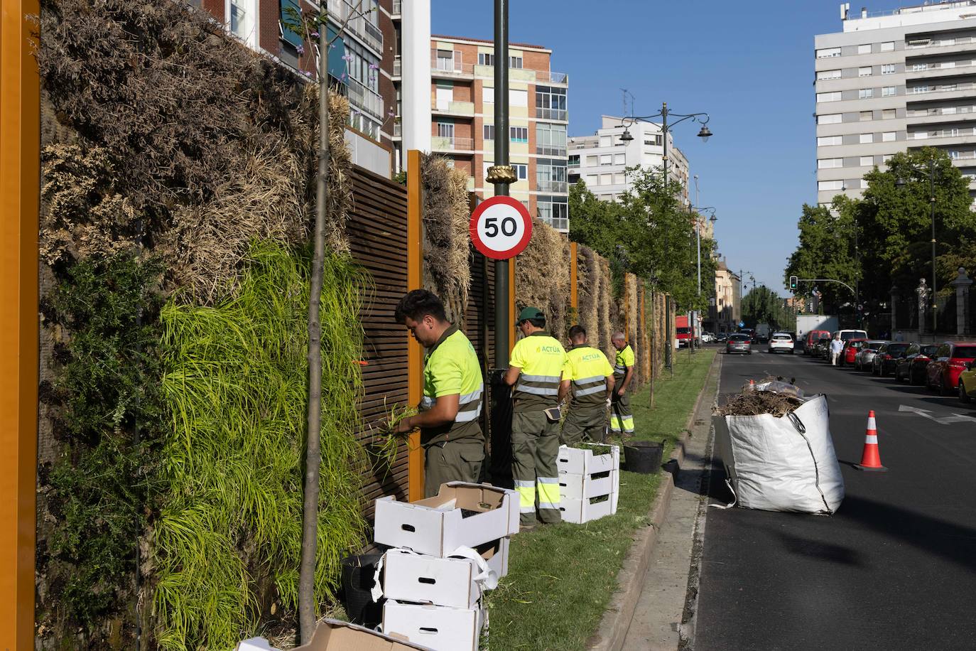 Reposición de las plantas secas en las medianas de Hospital Militar