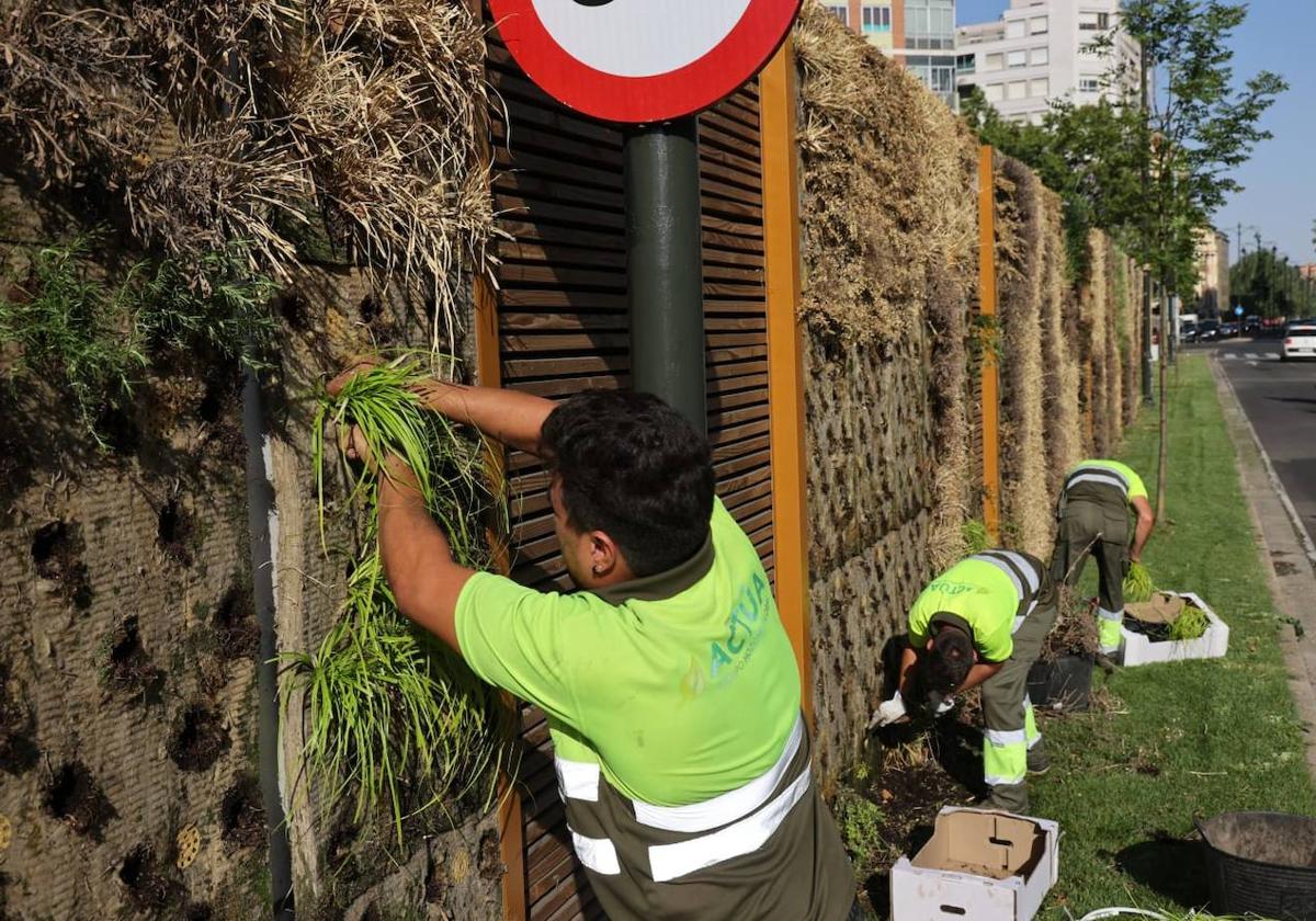 Varios operarios reponen las plantas secas en la mediana del paseo Hospital Militar.