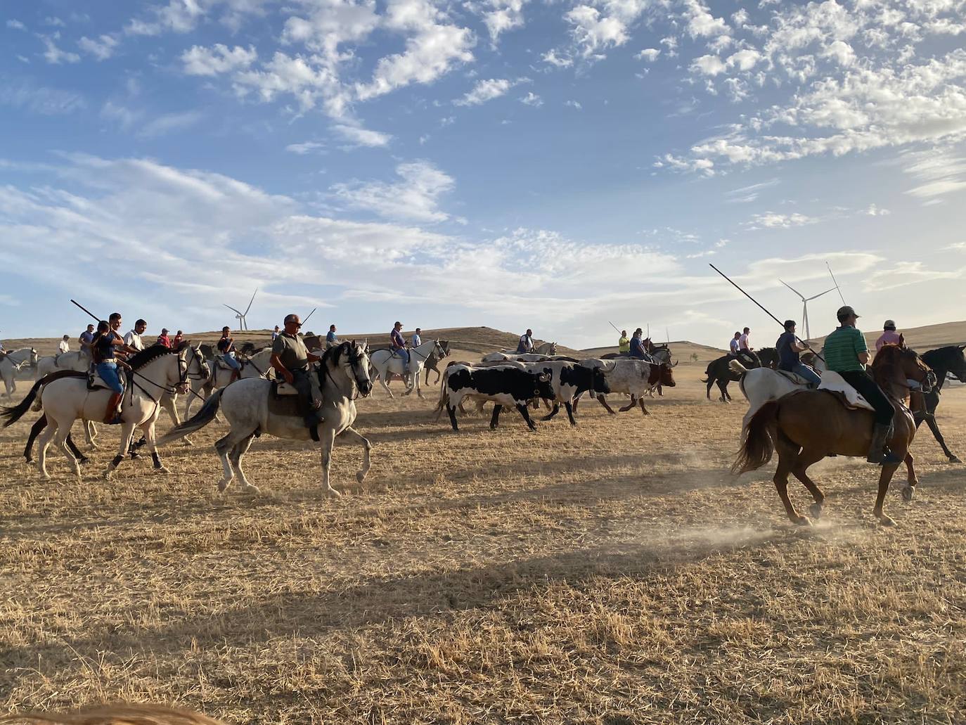 Los jinetes guían a los astado por el campo.