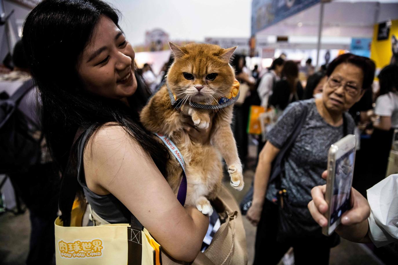 Los gatos, protagonistas de una exposición en Hong Kong