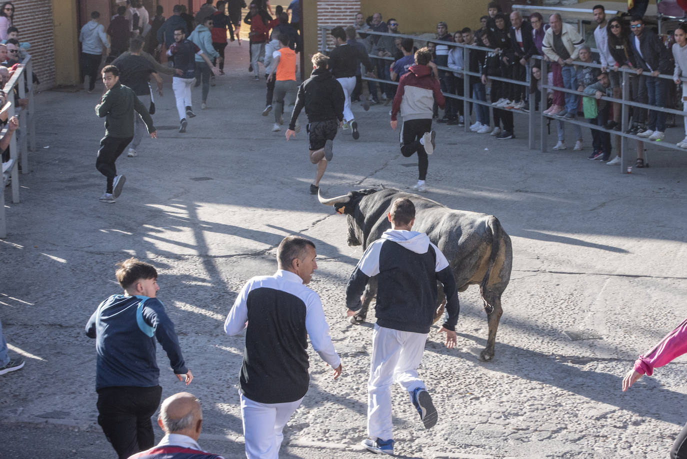 El segundo encierro de las fiestas de Cuéllar, en imágenes (2/2)