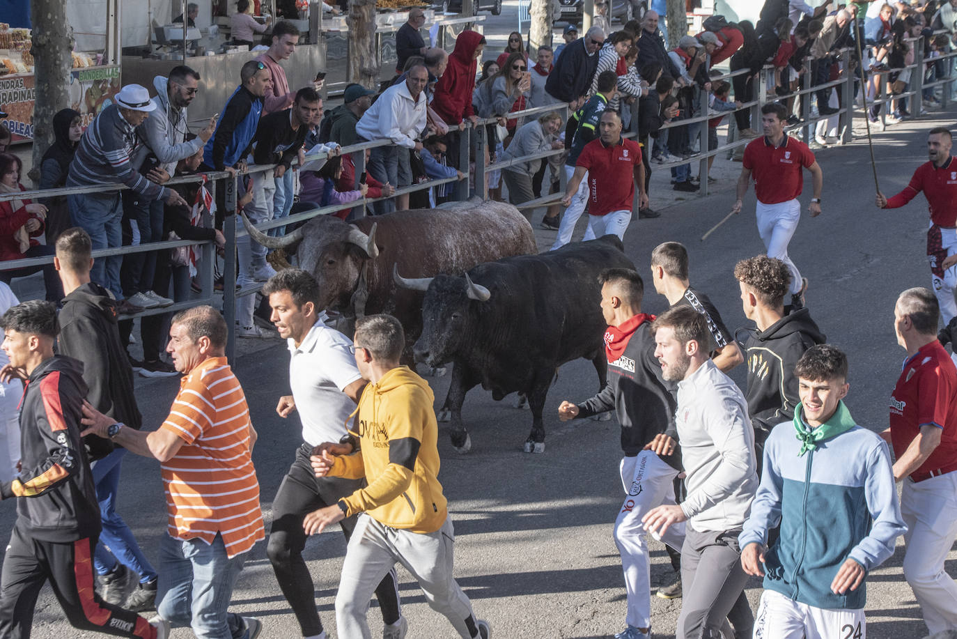 El segundo encierro de las fiestas de Cuéllar, en imágenes (2/2)