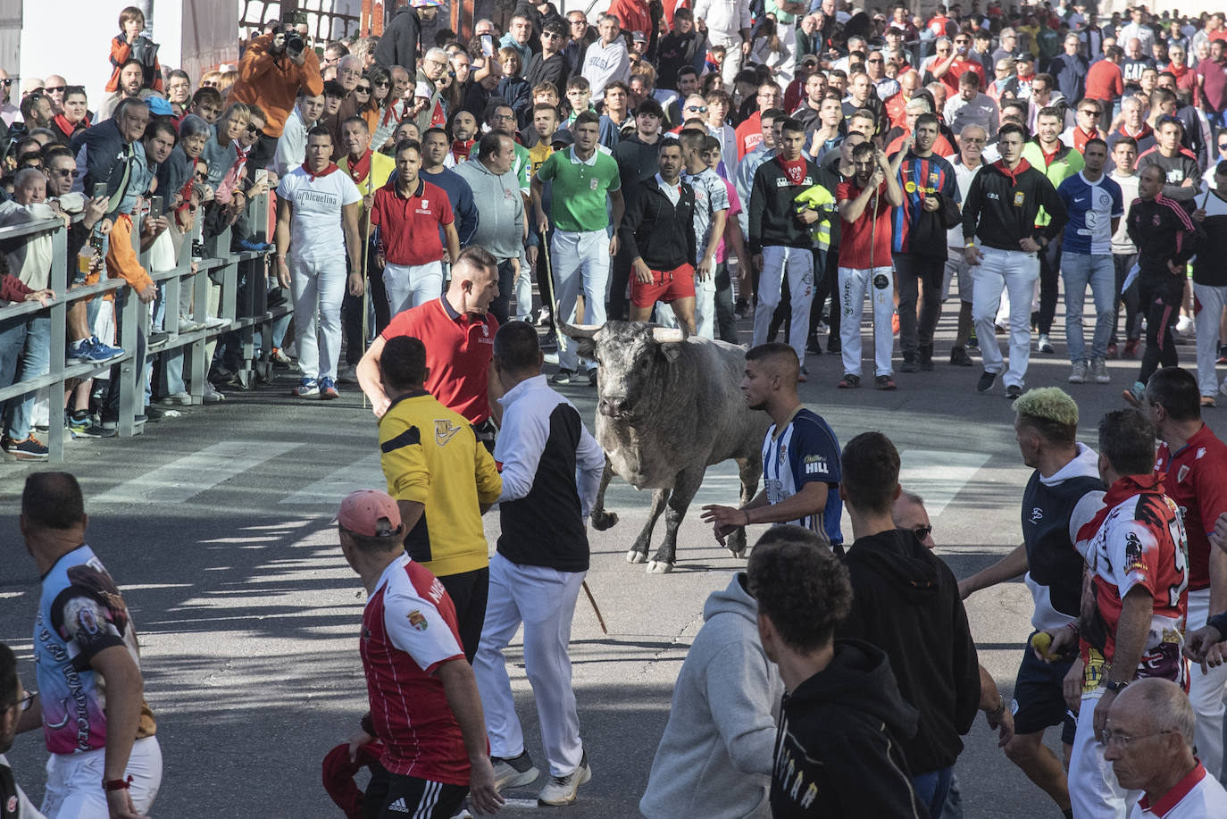 El segundo encierro de las fiestas de Cuéllar, en imágenes (2/2)