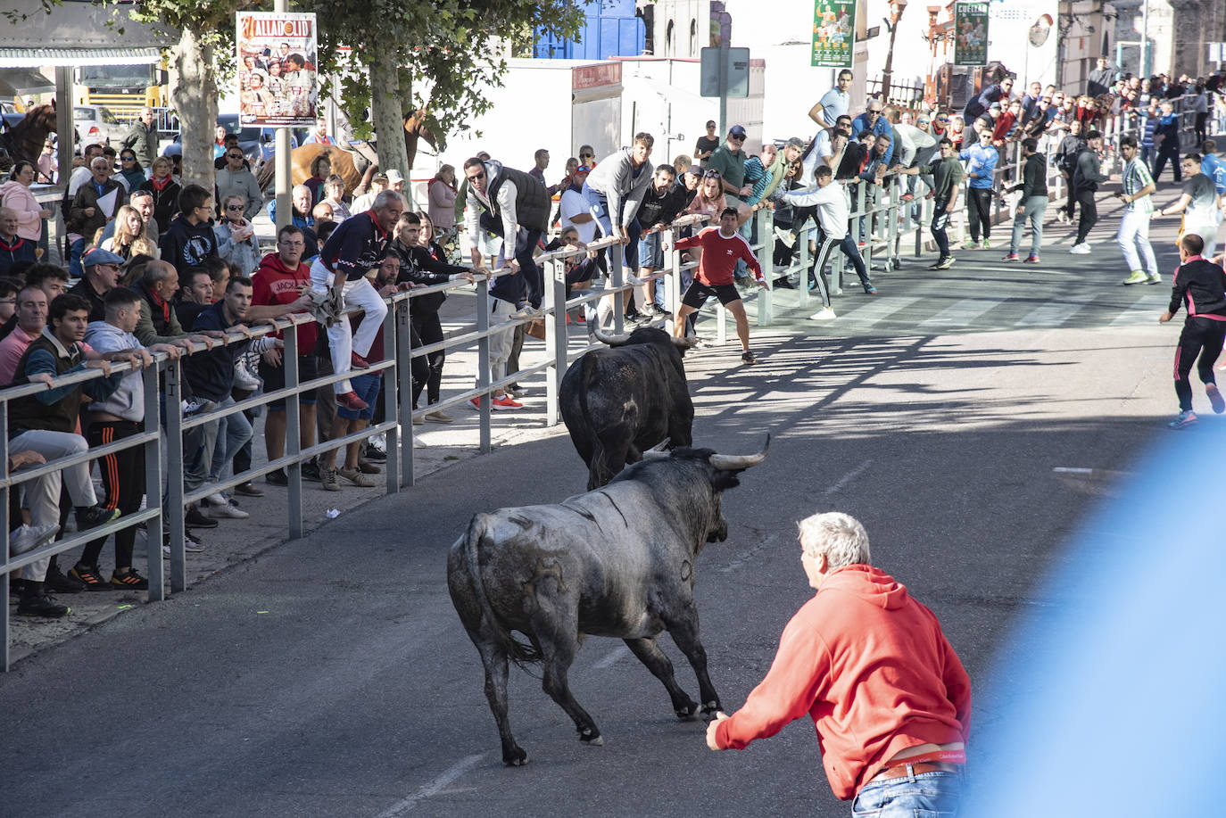 El segundo encierro de las fiestas de Cuéllar, en imágenes (2/2)