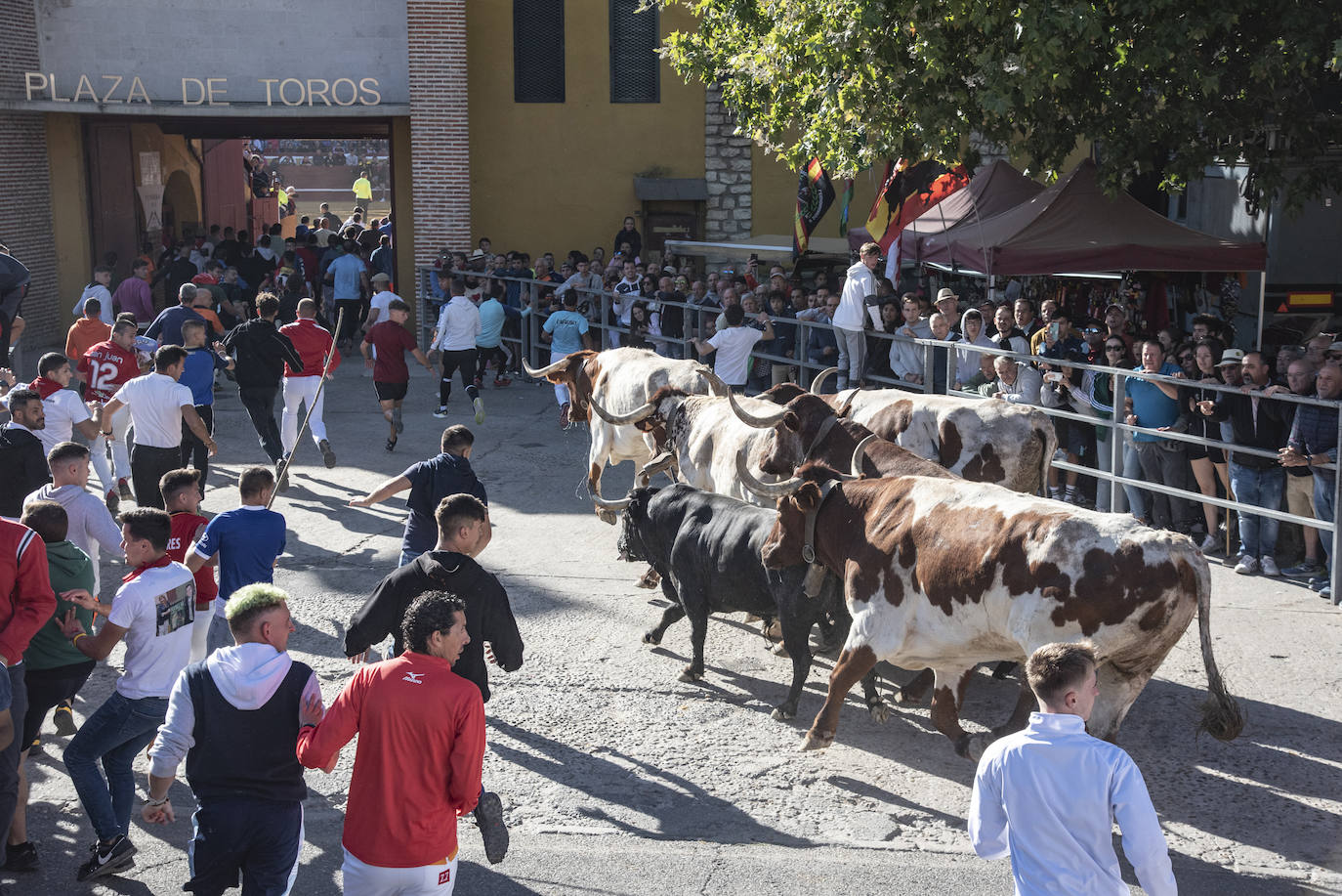 El segundo encierro de las fiestas de Cuéllar, en imágenes (2/2)