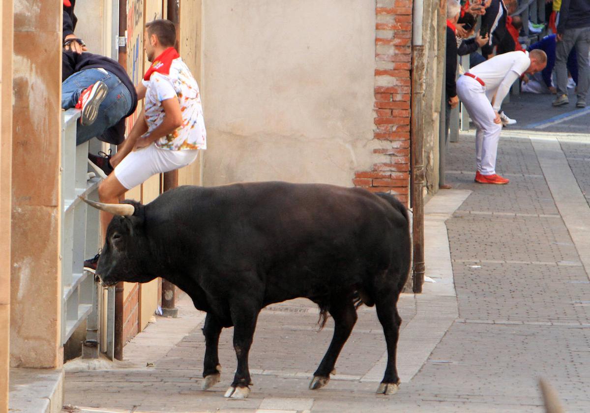 El tercer encierro de Cuéllar, en imágenes (2 de 2)