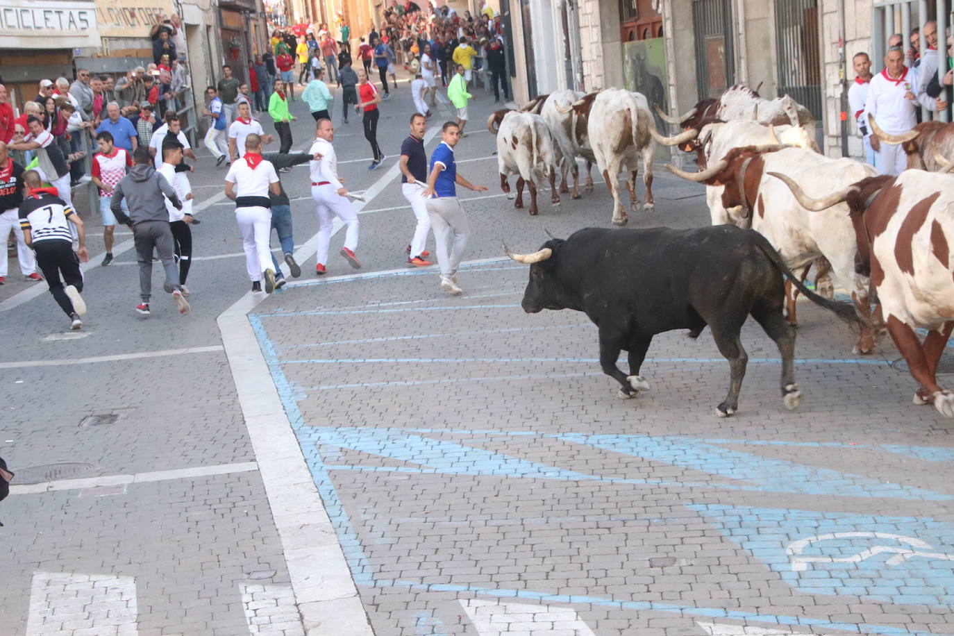 El cuarto encierro de Cuéllar, en imágenes (1 de 2)