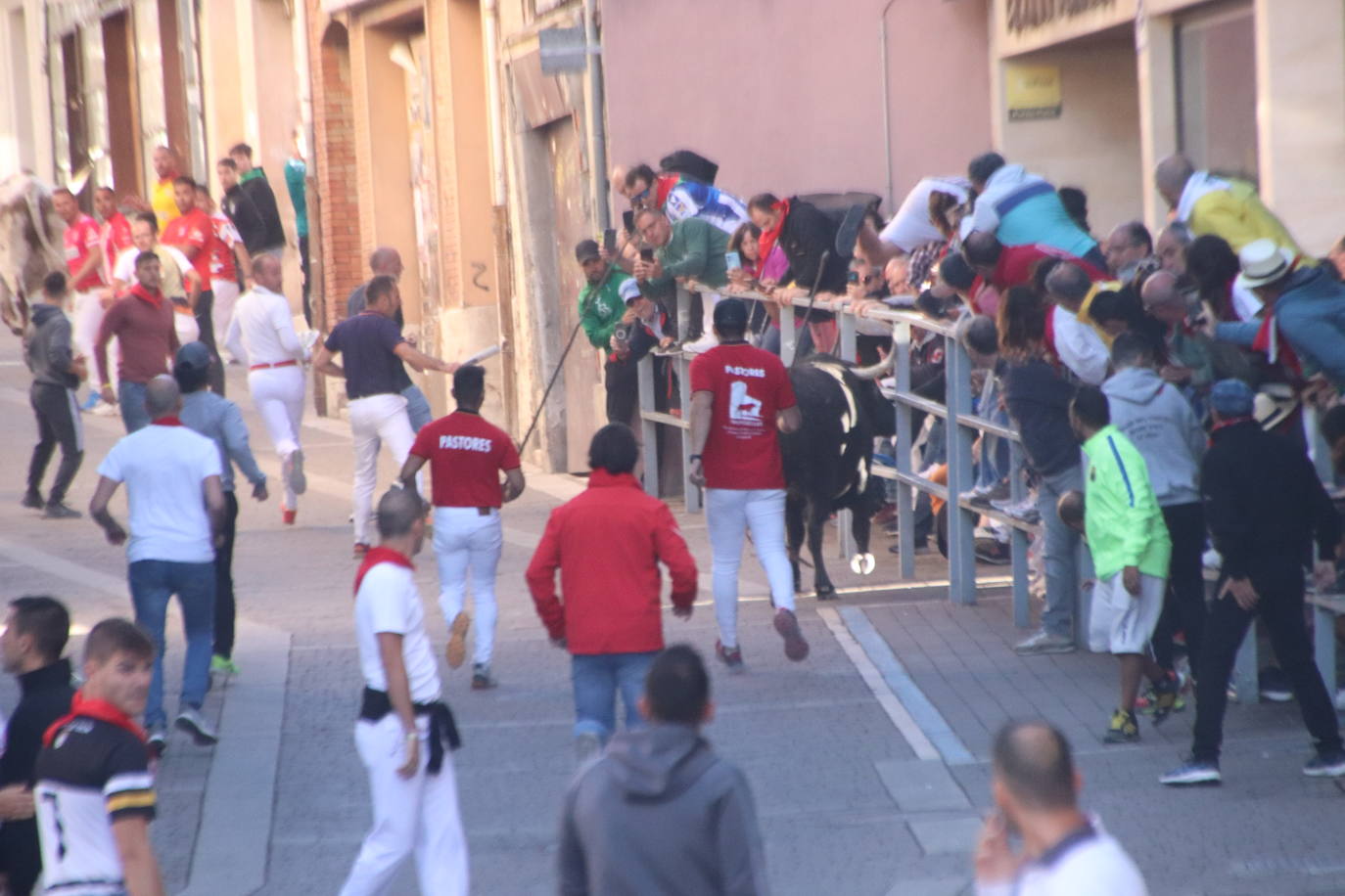 El cuarto encierro de Cuéllar, en imágenes (1 de 2)