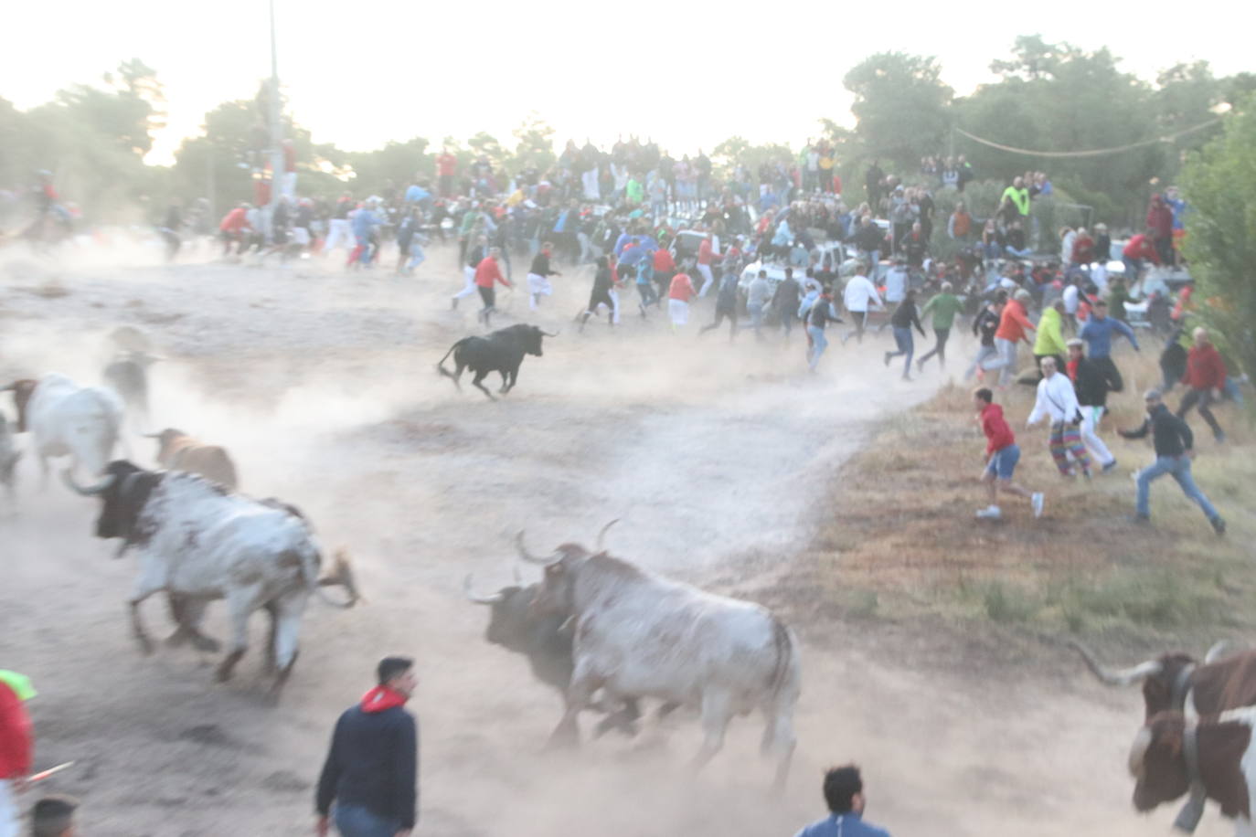 El cuarto encierro de Cuéllar, en imágenes (1 de 2)