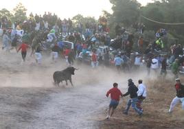 Uno de los toros se dirige a la zona de los coches tras la salida de los corrales.