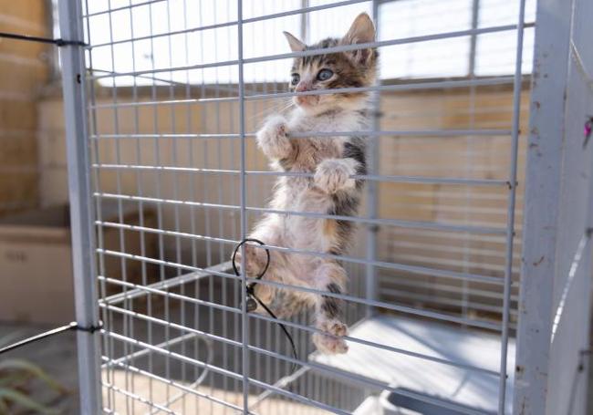 Gato en el centro de biestar animal de Valladolid.