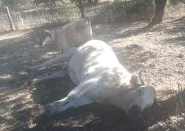 Una vaca muerta afectada por la enfermedad en una explotación de Salamanca.