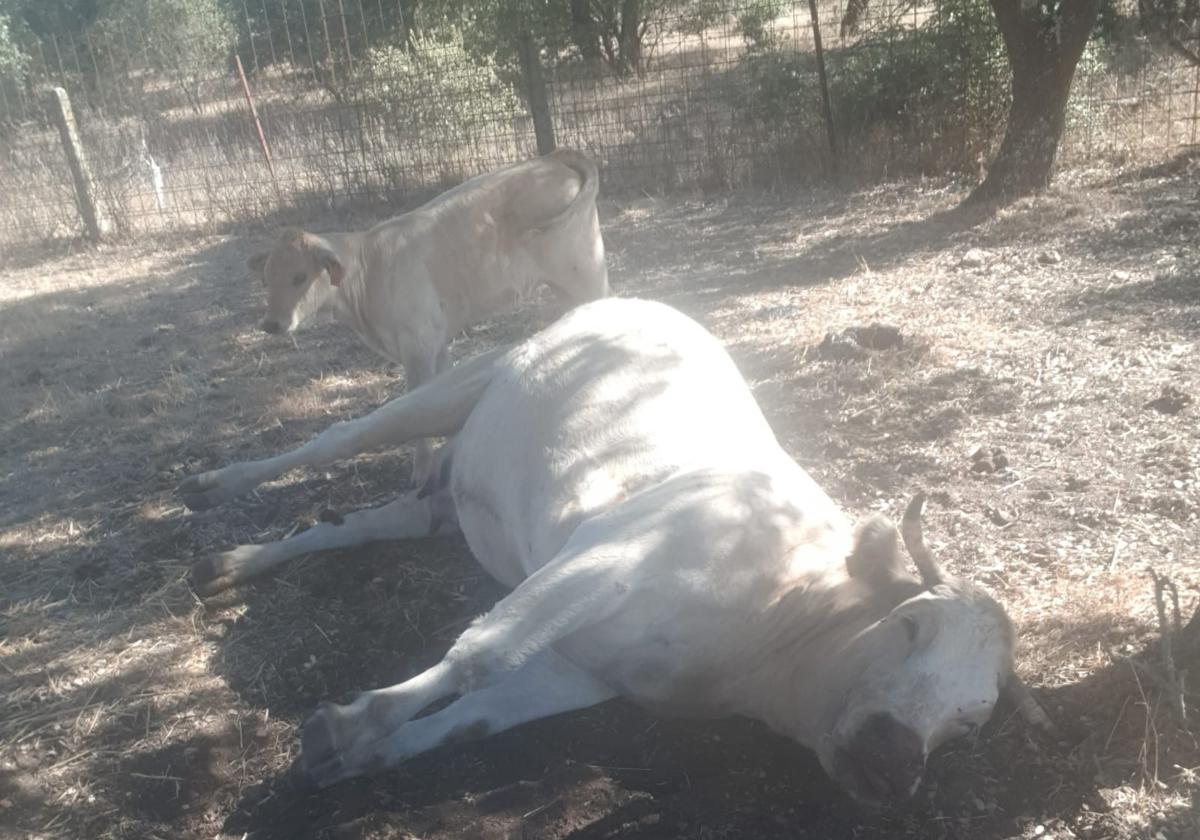 Una vaca muerta afectada por la enfermedad en una explotación de Salamanca.