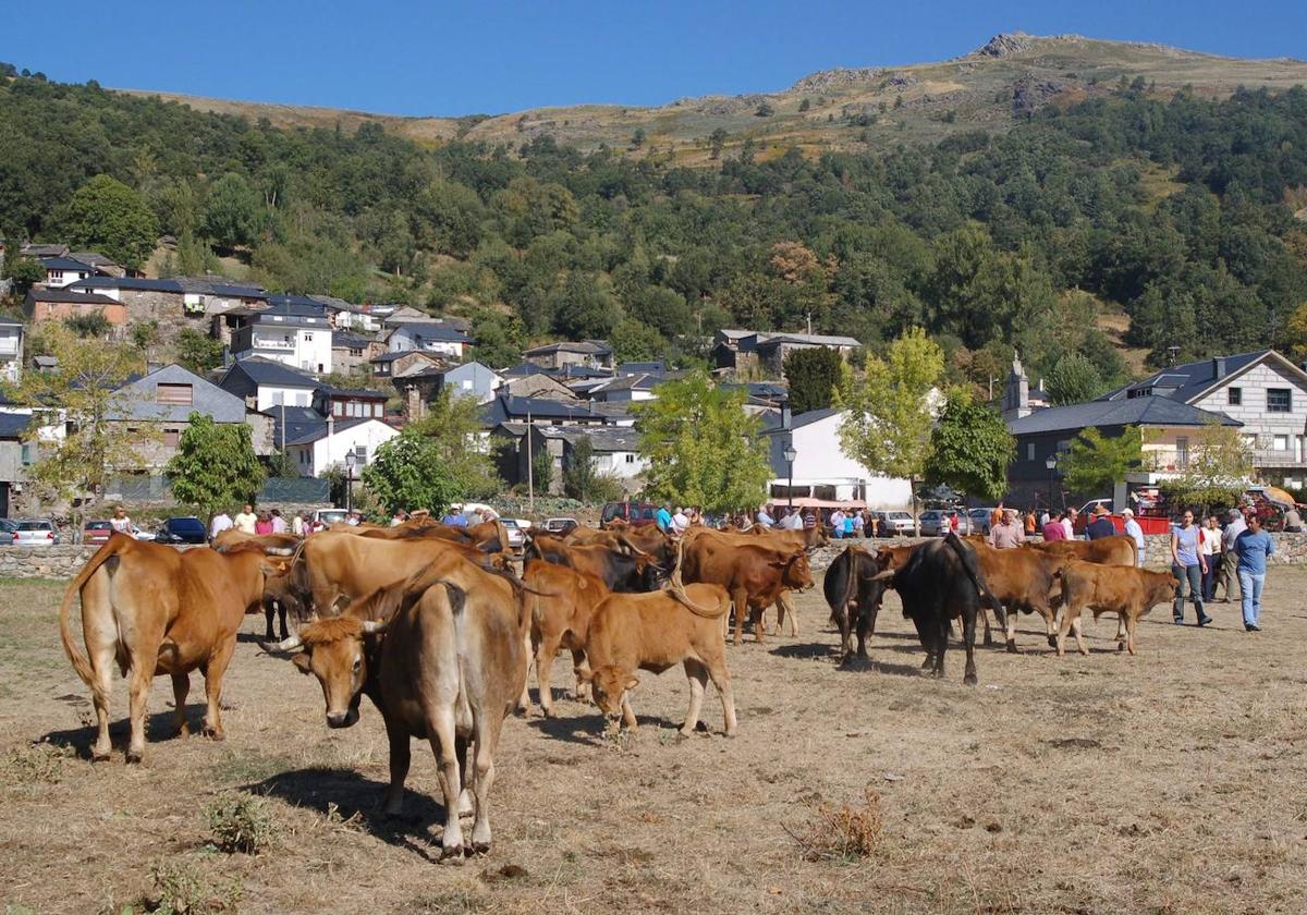 Más fauna salvaje y la sequía aumentan el riesgo de fiebre hemorrágica en el vacuno