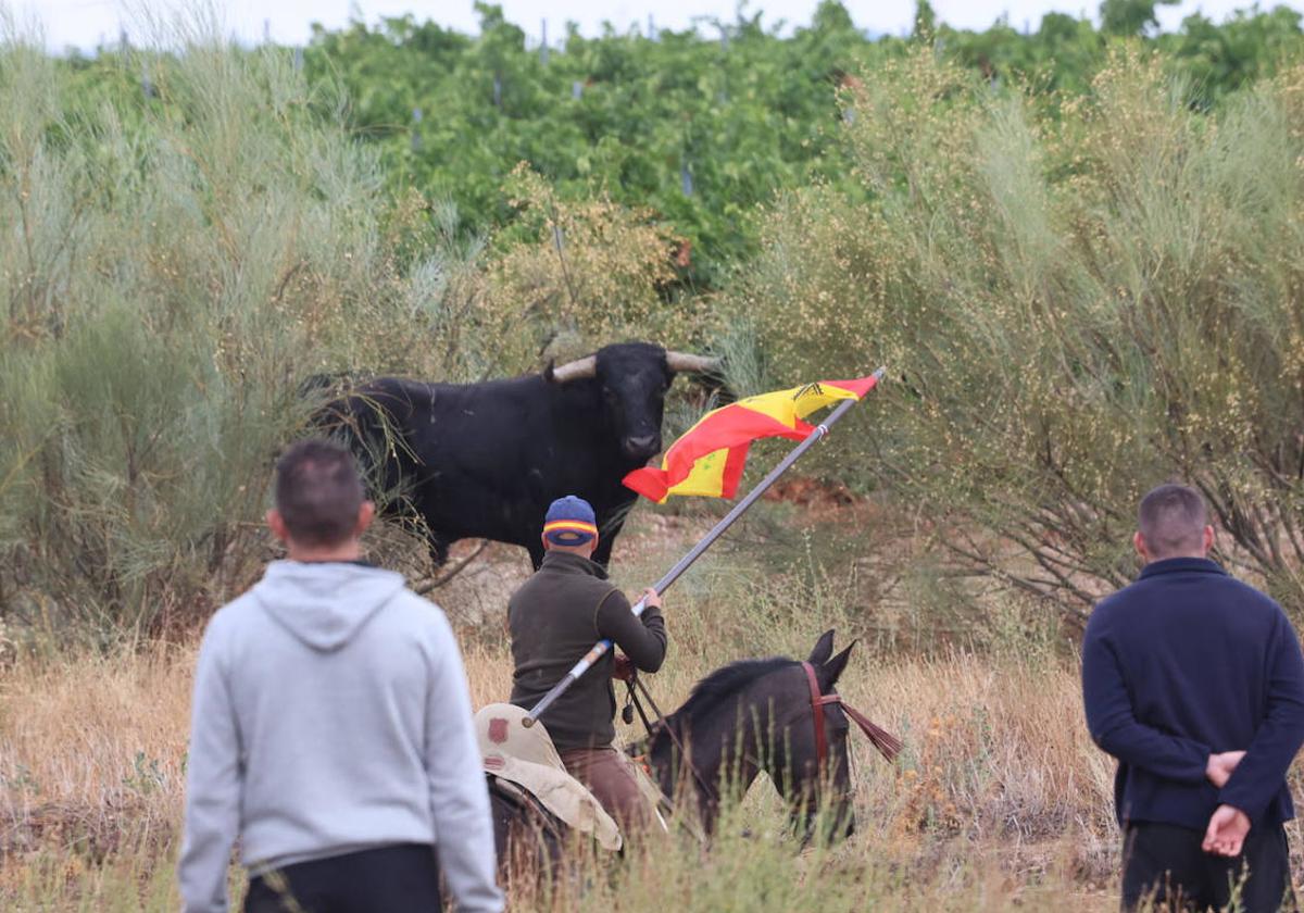 Dificultoso primer encierro en Medina del Campo