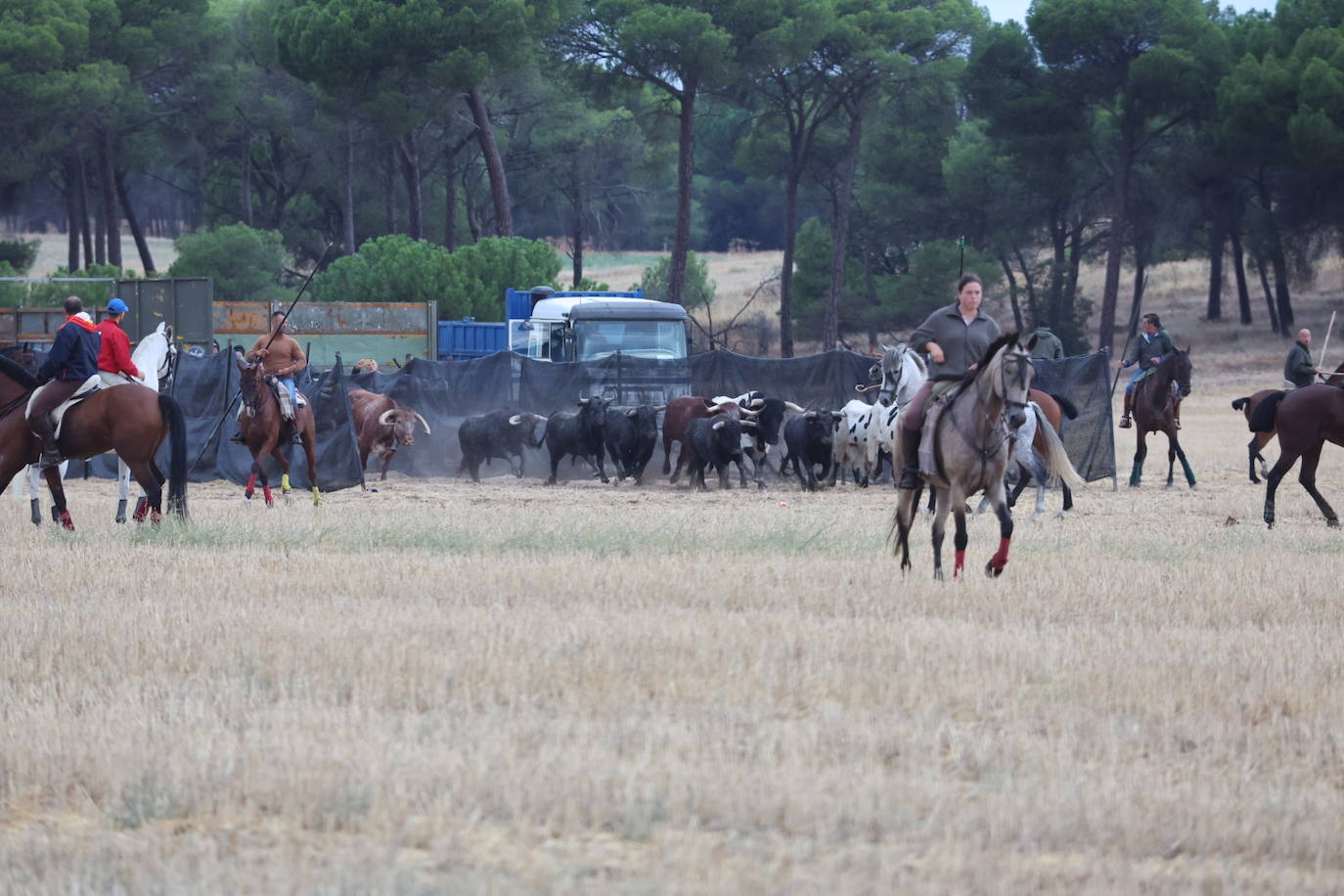 Encierro del domingo en Medina del Campo
