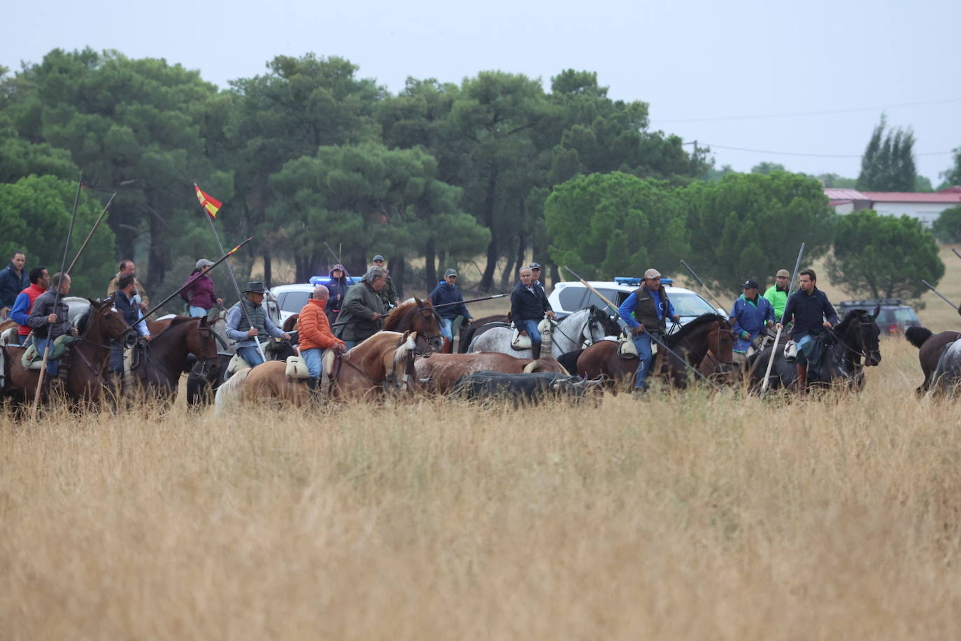 Encierro del domingo en Medina del Campo