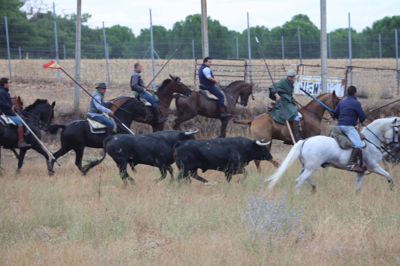 Encierro del domingo en Medina del Campo