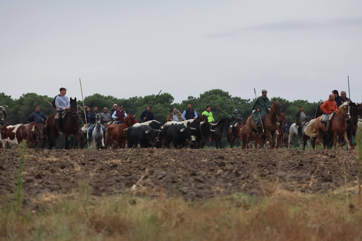 Encierro del domingo en Medina del Campo