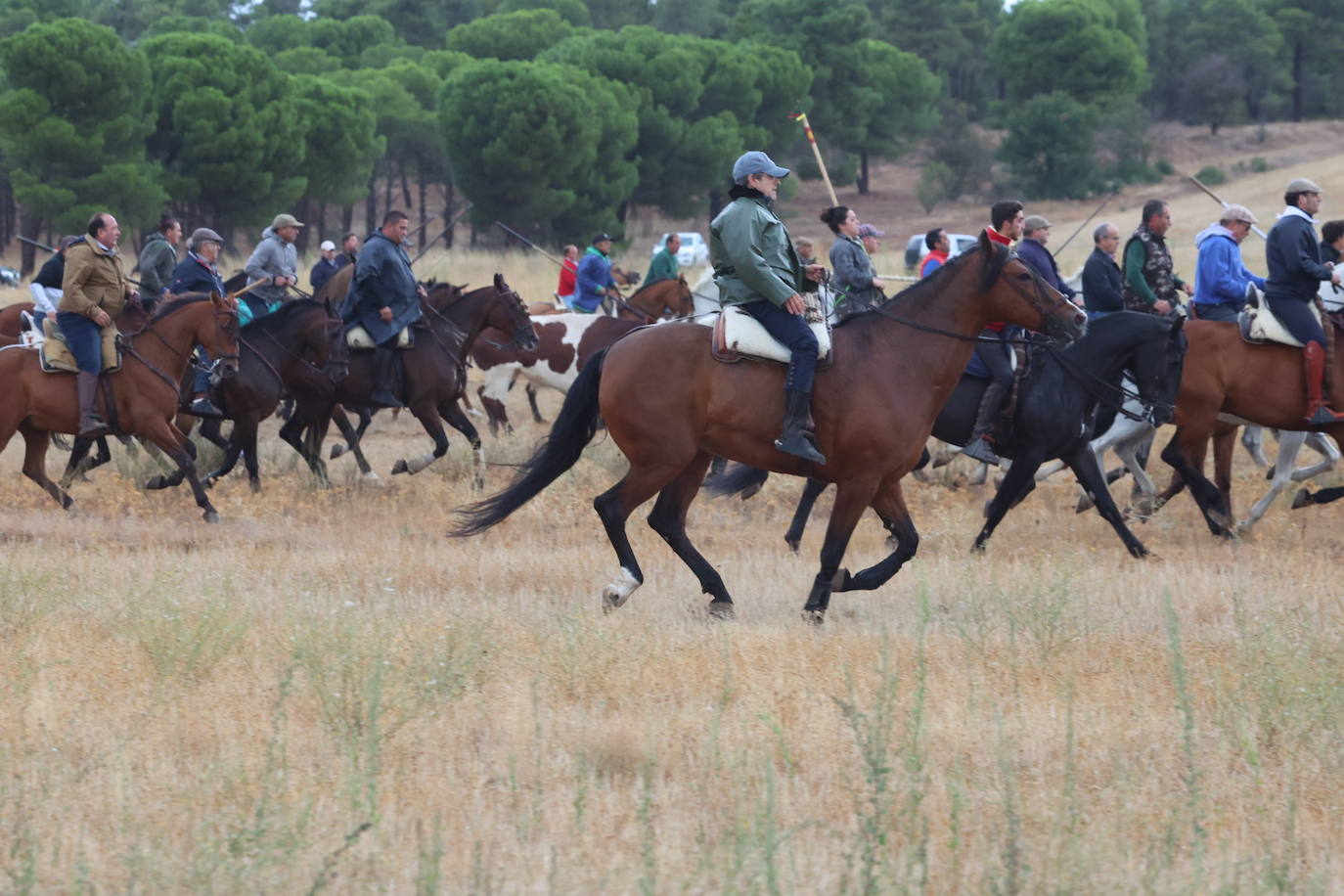 Encierro del domingo en Medina del Campo