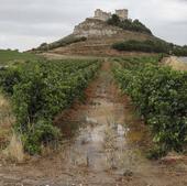 Las lluvias aplacan la sed de la viña de la Ribera del Duero