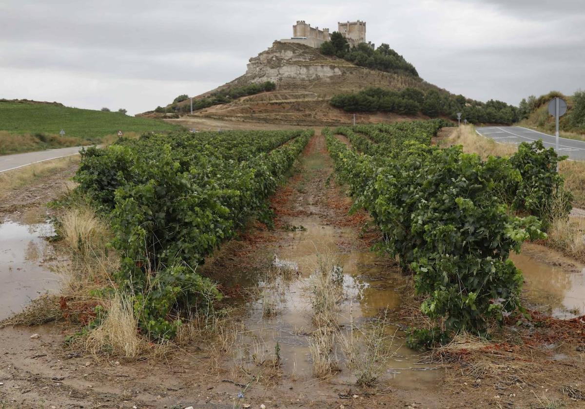 Viñas del término municipal de Peñafiel.