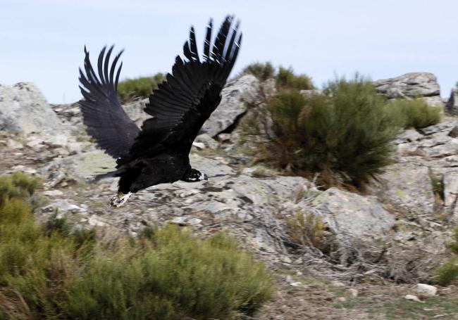 Un buitre negro volando en tierras abulenses.