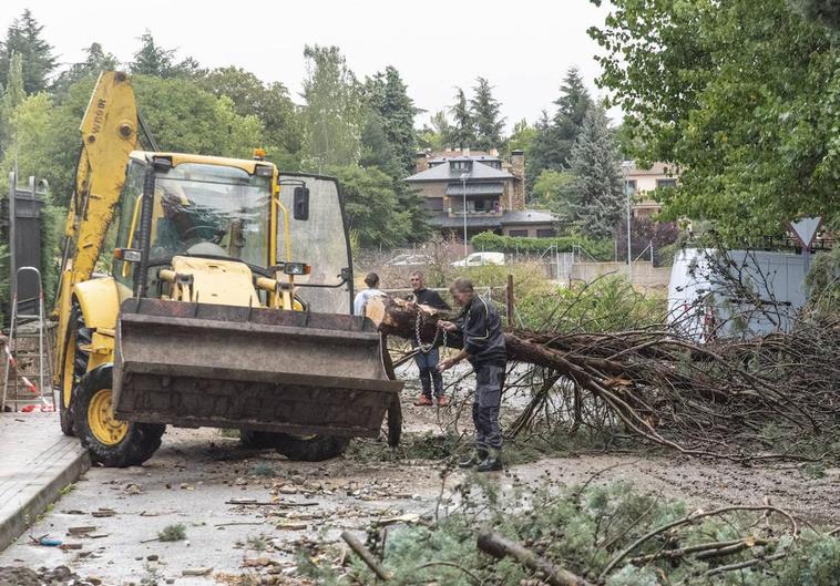 Operarios municipales retiran árboles afectados por el temporal en El Espinar.