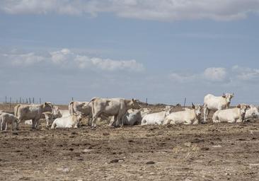 La enfermedad hemorrágica epizoótica ya afecta al ganado bovino de Segovia