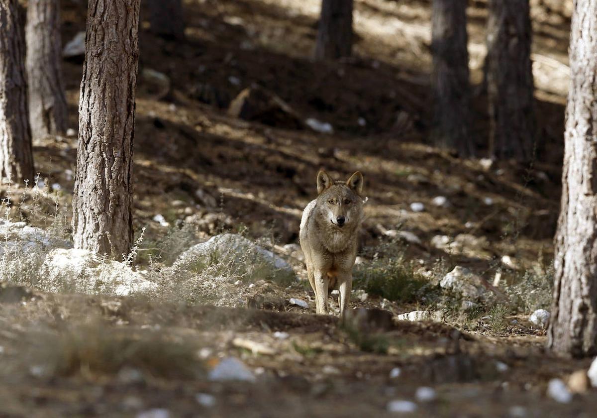 Ejemplar de lobo ibérico en semilibertad en el Centro del Lobo Ibérico, en Robledo (Zamora).