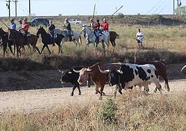 El encierro del miércoles de Medina del Campo, en imágenes