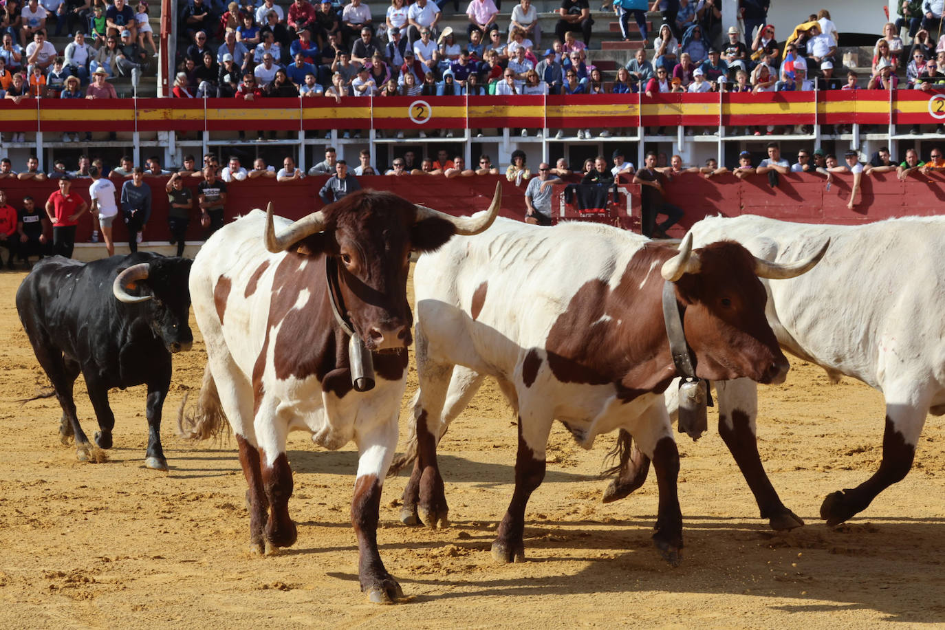 El encierro del miércoles de Medina del Campo, en imágenes