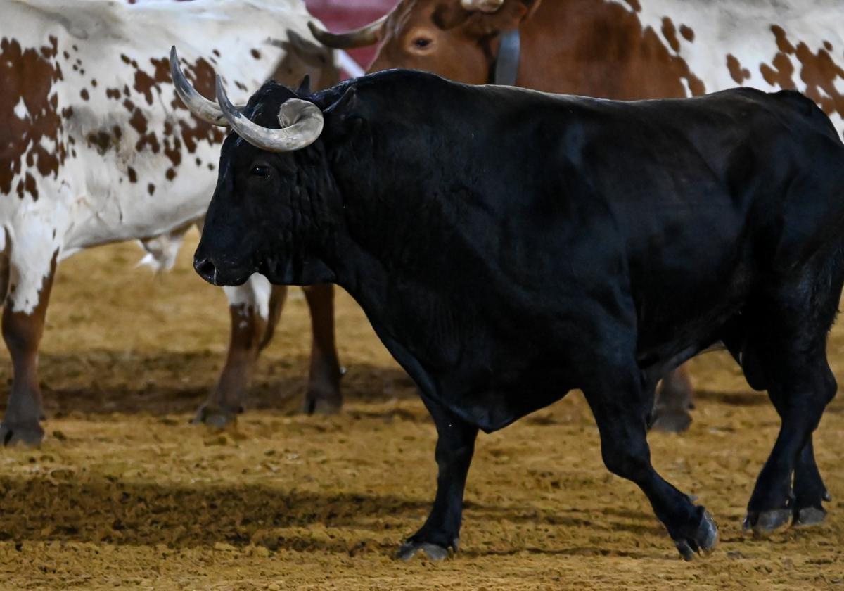 'Gavilanillo' en la plaza de toros de Tordesillas.