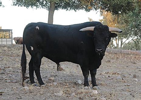 Imagen secundaria 1 - Capellán y Desvergonzado, dos de los novillos de Santos Alcalde.