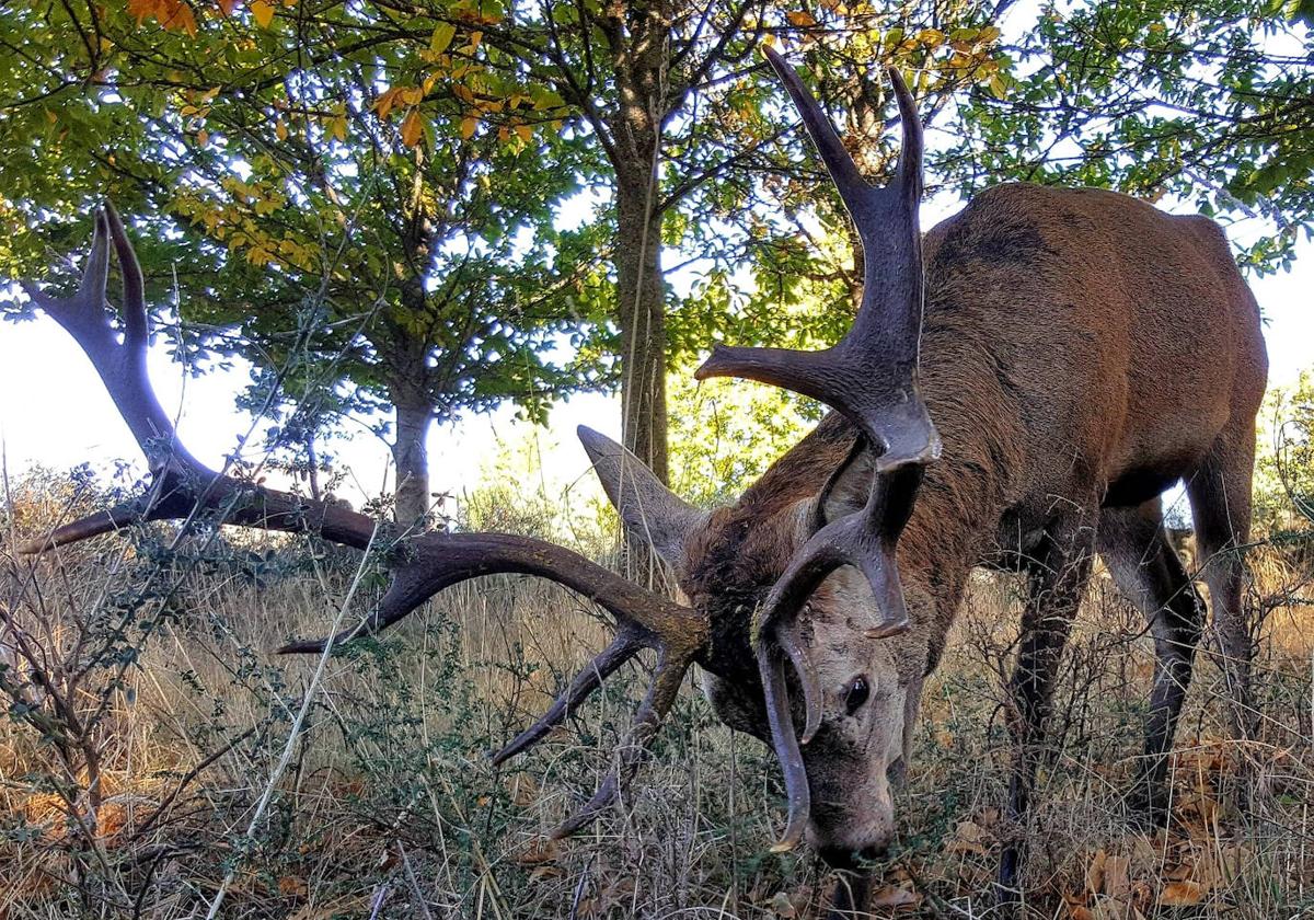 El ciervo 'Carlitos', un vecino más en Linajeros.