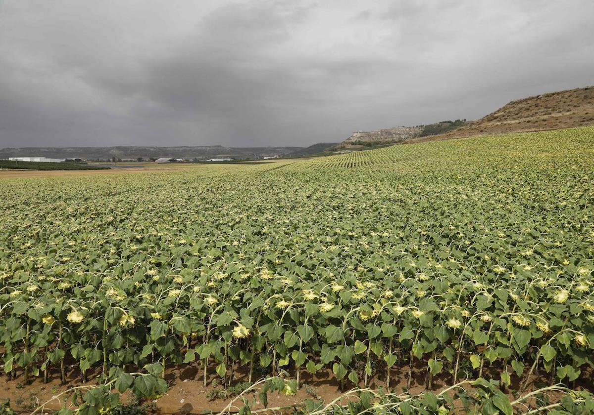 Estado actual del girasol en las inmediaciones de Peñafiel.