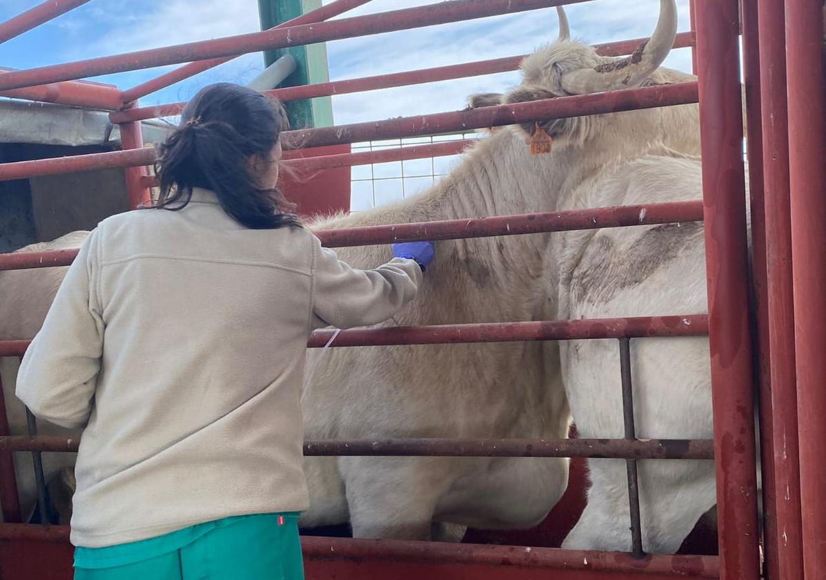 Una veterinaria realiza pruebas de saneamiento a una vaca.