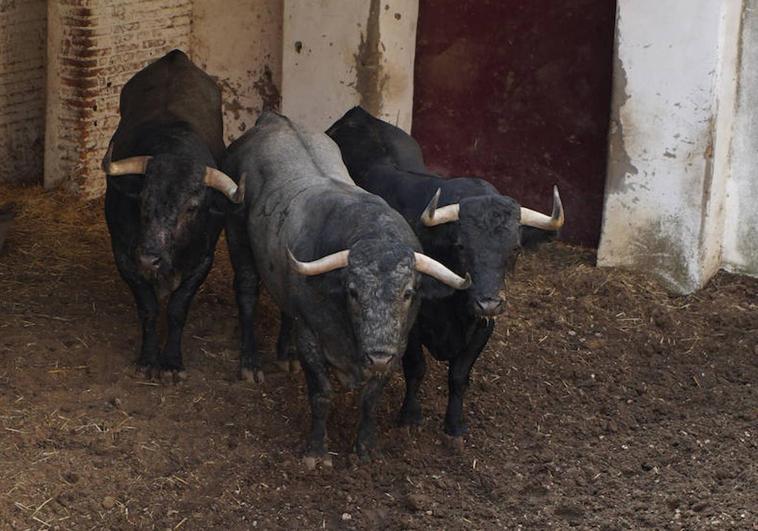 Tres de los siete ejemplares de Victorino Martín desembarcados en la plaza de toros de Valladolid.