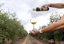 Aceite de oliva en unos olivares del término municipal de Medina de Rioseco.