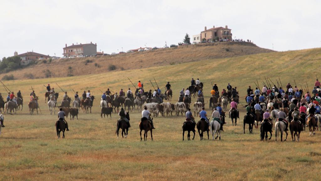 Encierro mixto durante la mañana del sábado en las fiestas de Portillo