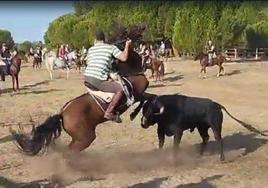 Captura del momento de la cogida al caballo, este lunes en Tordesillas.
