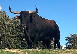 'Mirabajo', nuevo Toro de la Vega de Tordesillas.