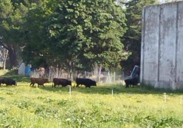 Diez toros se escapan del matadero de Laguna de Duero