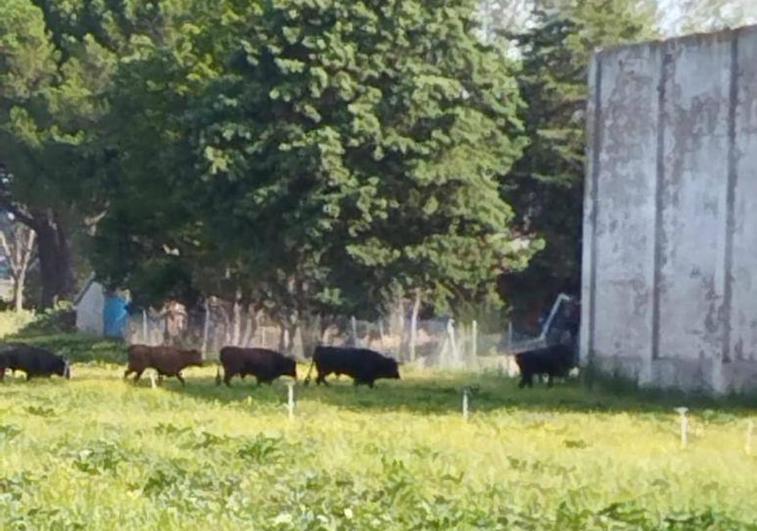 Algunos de los toros que se han escapado, en las proximidades del matadero; en el vídeo, en el antiguo Liceo.