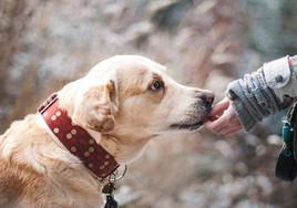 Todo lo que debes saber sobre la nueva Ley de Bienestar animal