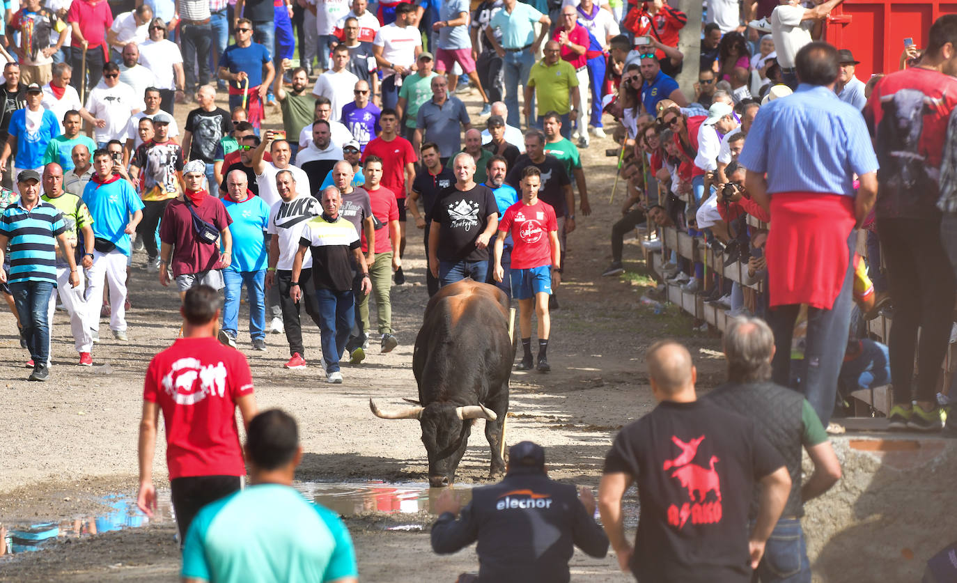 El Toro de la Vega siembra el pánico en Tordesillas