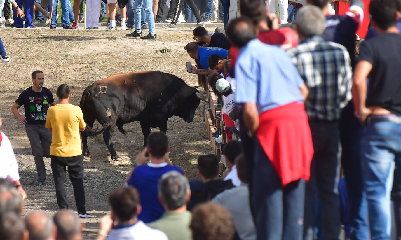 El Toro de la Vega siembra el pánico en Tordesillas